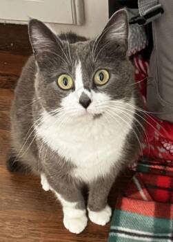 Domestic Short Hair Cats Available for Adoption in Frisco, Texas - Suki | PetCurious