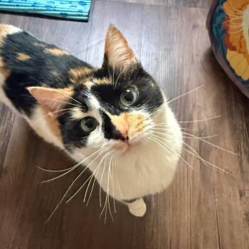 Calico Cats Available for Adoption in Morganton, North Carolina - Amanda | PetCurious