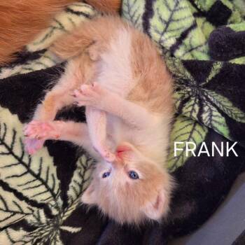 Domestic Short Hair Cats Available for Adoption in Long Beach, California - Frank | PetCurious
