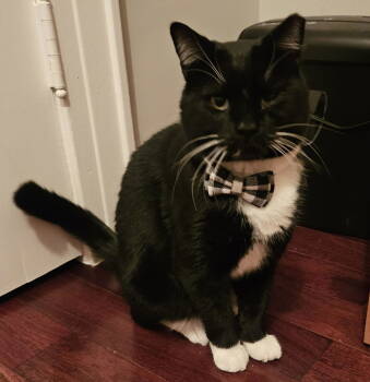 Rescue Domestic Short Hair Cats for Adoption - Buddy | PetCurious