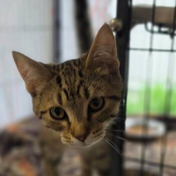 Domestic Short Hair Cats Available for Adoption in Muncie, Indiana - Water Balloon | PetCurious