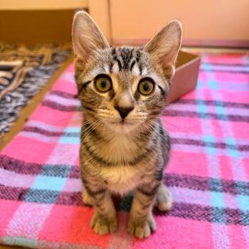 Sphere -  Domestic Short Hair Cat for Adoption in Agoura Hills, California - Sphere | PetCurious