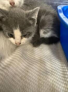 Dua -  Domestic Short Hair Cat for Adoption in Danielsville, Georgia - Dua | PetCurious