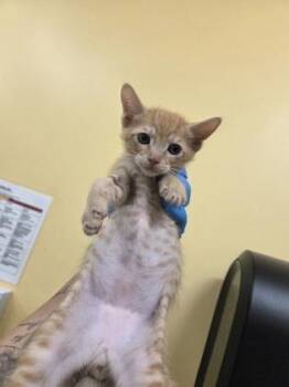 Archie -  Domestic Short Hair Cat Available for Adoption in Honolulu, Hawaii - Archie | PetCurious