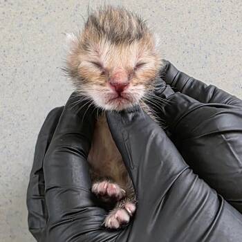 Domestic Short Hair Cats Available for Adoption in Abilene, Texas - Marina | PetCurious
