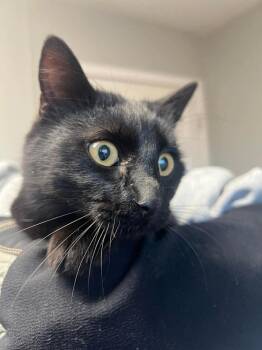 Domestic Short Hair Cats Available for Adoption - Raindrop | PetCurious