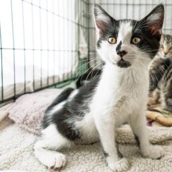 Pip -  Domestic Short Hair Cat for Adoption in South Elgin, Illinois - Pip | PetCurious