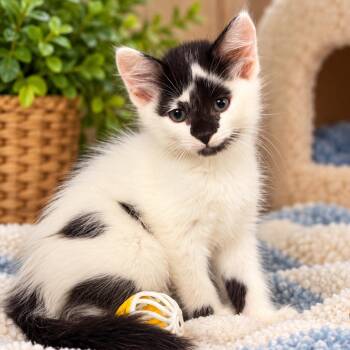 Clover K46443 -  Domestic Short Hair Cat for Adoption in Corsicana, Texas - Clover K46443 | PetCurious