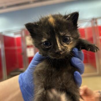 Ponyo -  Domestic Medium Hair Cat for Adoption in Park City, Utah - Ponyo | PetCurious
