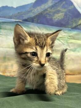 Adam -  Domestic Short Hair Cat for Adoption in San Antonio, Texas - Adam | PetCurious