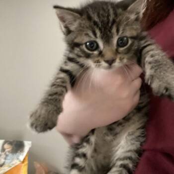 Domestic Short Hair Cats Available for Adoption in Huntington, West Virginia - Tobio | PetCurious