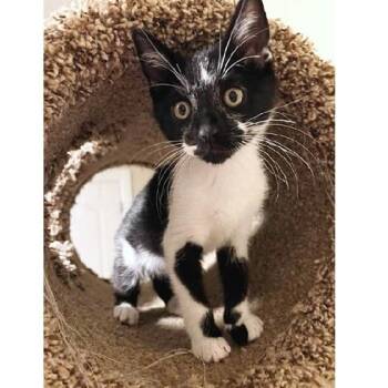 Poppy -  Domestic Short Hair Cat for Adoption in Millcreek, Utah - Poppy | PetCurious