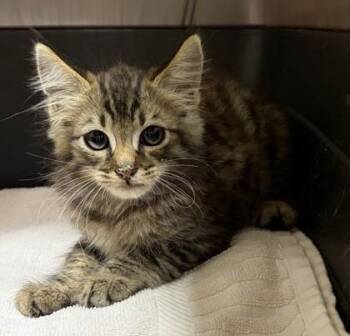 Megatron -  Domestic Medium Hair and Domestic Short Hair Cat for Adoption in Honolulu, Hawaii - Megatron | PetCurious