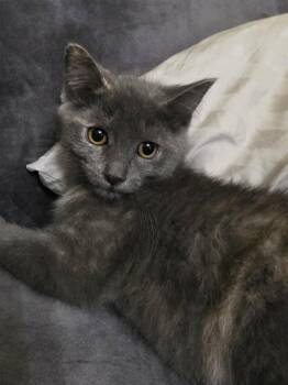 Patrica -  Dilute Tortoiseshell Cat for Adoption in Frankfort, Michigan - Patrica | PetCurious