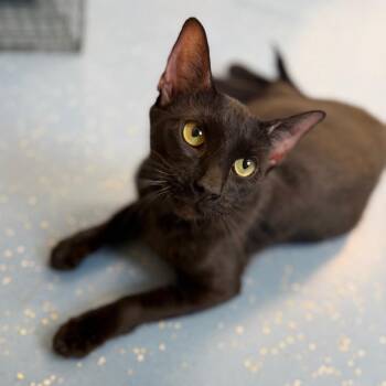 Opal -  Domestic Short Hair Cat for Adoption in Watertown, New York - Opal | PetCurious
