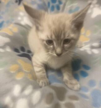 Rescue Siamese Cats for Adoption in Knoxville, Tennessee - Ice Baby | PetCurious