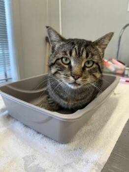 Pluto -  Domestic Short Hair Cat for Adoption in Lafayette, Indiana - Pluto | PetCurious