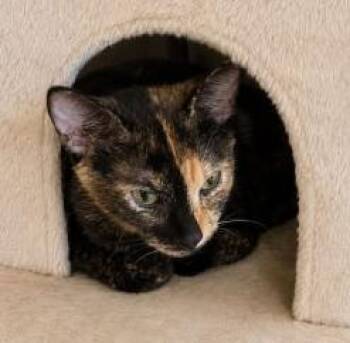 Nova Stubs -  Domestic Short Hair Cat for Adoption in Battle Creek, Michigan - Nova Stubs | PetCurious