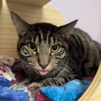 Blue -  Domestic Short Hair Cat for Adoption in Titusville, Florida - Blue | PetCurious
