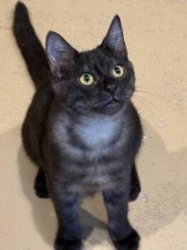 Rhetor -  Domestic Short Hair Cat for Adoption in Midland, Virginia - Rhetor | PetCurious