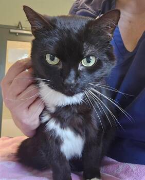 Domestic Short Hair Cats Available for Adoption in Clyde, North Carolina - JAY | PetCurious