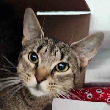 Gretchen -  Domestic Short Hair Cat for Adoption in Ballston Spa, New York - Gretchen | PetCurious