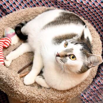 Micio -  Domestic Short Hair Cat for Adoption in Natick, Massachusetts - Micio | PetCurious