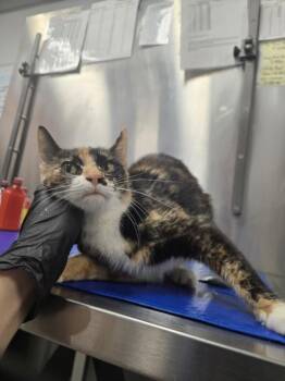 MOIRA -  Domestic Short Hair Cat for Adoption in Hagerstown, Maryland - MOIRA | PetCurious