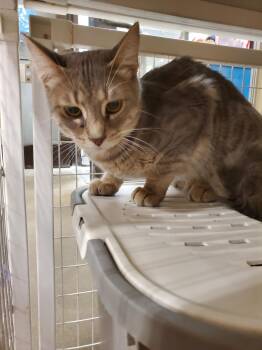 Domestic Short Hair Cats Available for Adoption in Zimmerman, Minnesota - Riggs | PetCurious