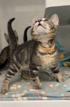 Bell Pepper -  Domestic Short Hair Cat for Adoption in Roseville, California - Bell Pepper | PetCurious