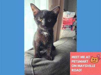 DOT -  Domestic Short Hair Cat for Adoption in Fort Wayne, Indiana - DOT | PetCurious