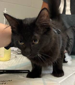 Biro -  Domestic Short Hair Cat for Adoption in Cincinnati, Ohio - Biro | PetCurious
