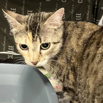 Kay Kay-C -  Domestic Short Hair Cat for Adoption in East St. Louis, Illinois - Kay Kay-C | PetCurious