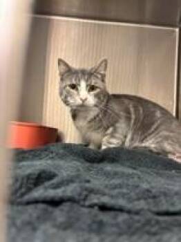Stanley -  Domestic Short Hair Cat for Adoption in Lake Tapwingo, Missouri - Stanley | PetCurious
