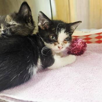 Domestic Short Hair Cats Available for Adoption in Austin, Texas - Utu 7 | PetCurious