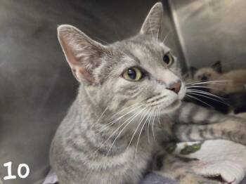 FANCY -  Domestic Short Hair Cat for Adoption in Hagerstown, Maryland - FANCY | PetCurious