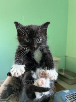 Domestic Short Hair Cats Available for Adoption - Colt | PetCurious