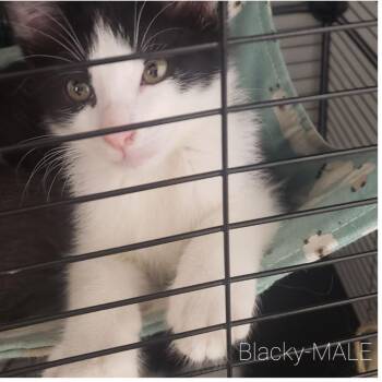 Domestic Short Hair Cats Available for Adoption - Super-cali-fragil-istic-expi-ali-docious | PetCurious