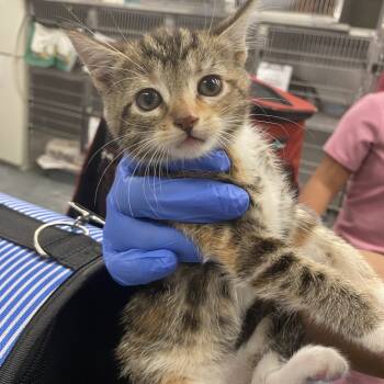 Rescue Domestic Short Hair Cats for Adoption in Spokane, Washington - Chayote | PetCurious