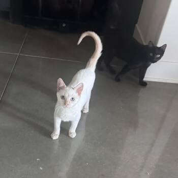 Lil Flame -  Siamese Cat for Adoption in Lee