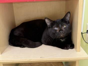 Domestic Short Hair Cats Available for Adoption - CC | PetCurious