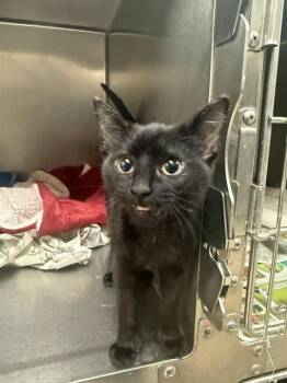 Domestic Short Hair Cats Available for Adoption - HICCUP | PetCurious