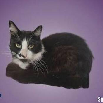 Domestic Short Hair Cats Available for Adoption in Austin, Texas - Sulley | PetCurious