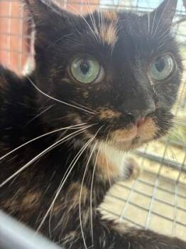 Domestic Short Hair Cats Available for Adoption in Lafayette, Indiana - Coraline (T6) | PetCurious