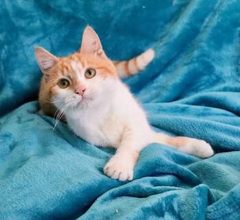 Turkish Van Cats Available for Adoption - Smushy | PetCurious