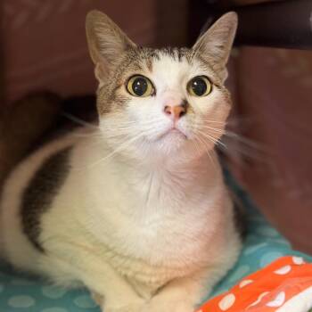 Coraline -  Domestic Medium Hair Cat for Adoption in Goleta, California - Coraline | PetCurious