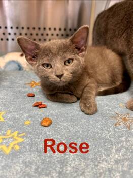 Rose -  Domestic Short Hair Cat for Adoption in West Union, Ohio - Rose | PetCurious