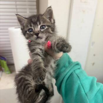 Elyse -  Domestic Short Hair Cat for Adoption in Pekin, Illinois - Elyse | PetCurious