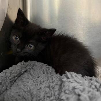 Domestic Short Hair Cats Available for Adoption in Milton, Florida - Lillybet | PetCurious