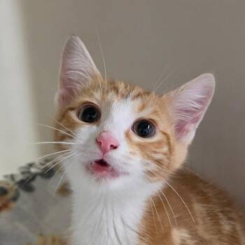 Patrick -  Domestic Short Hair Cat for Adoption in Zanesville, Ohio - Patrick | PetCurious